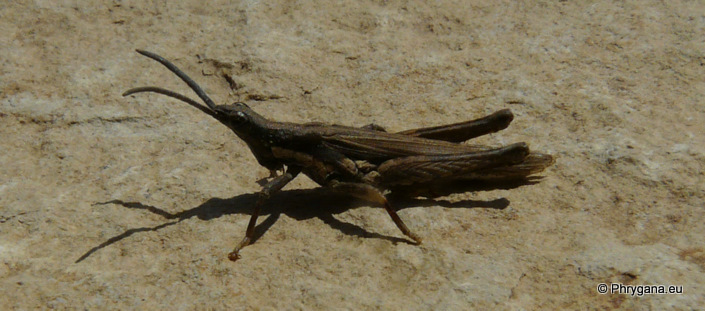 Pyrgomorpha conica   (Olivier 1791)   