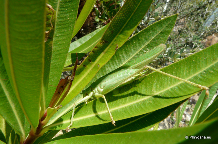 Tettigonia viridissima  (Linnaeus 1758)   