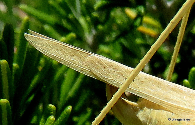 Tylopsis lilifolia  Ramme, 1927   