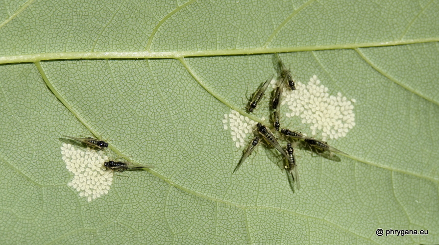 Drepanosiphum platanoidis  (Schrank, 1801)   