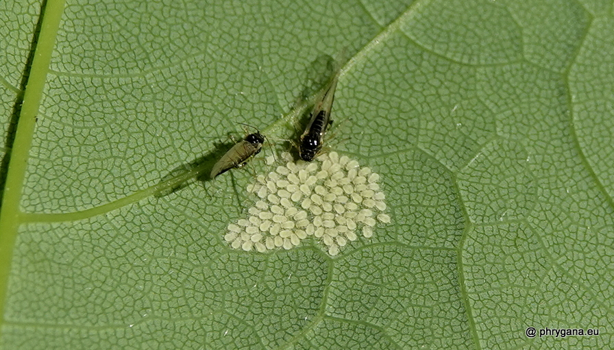 Drepanosiphum platanoidis  (Schrank, 1801)  