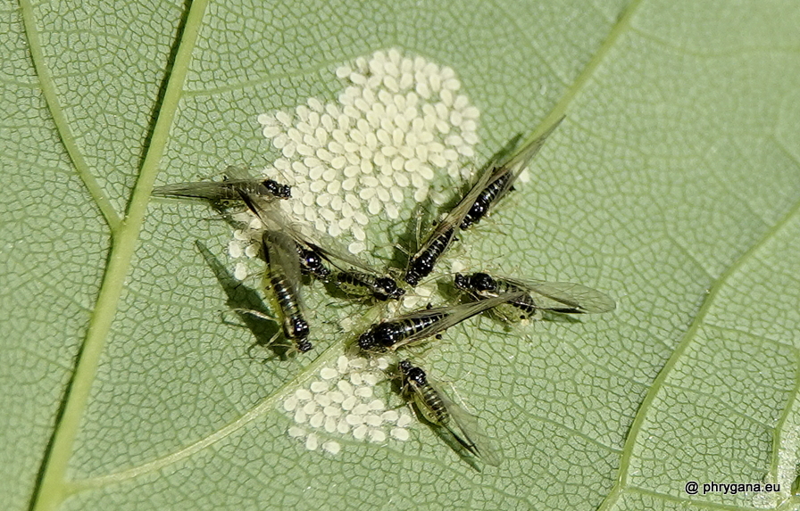 Drepanosiphum platanoidis  (Schrank, 1801)   