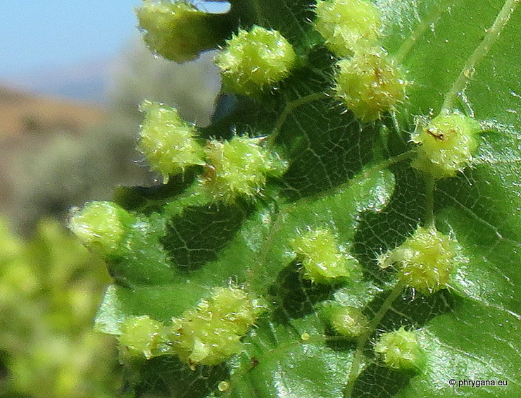 Daktulosphaira vitifoliae (Fitch, 1855)   
