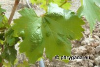 Colomerus vitis (Pagenstecher? 1857)