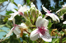 Pseuderanthemum carruthersii (Seem.) Guillaumin