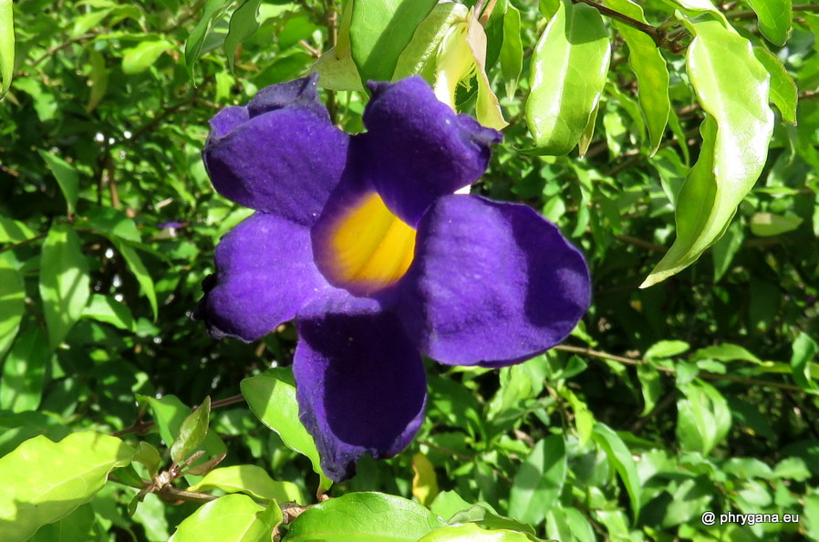 Thunbergia erecta (Benth.) T.Anderson, 1863   