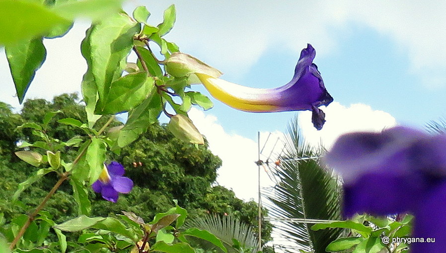 Thunbergia erecta (Benth.) T.Anderson, 1863  