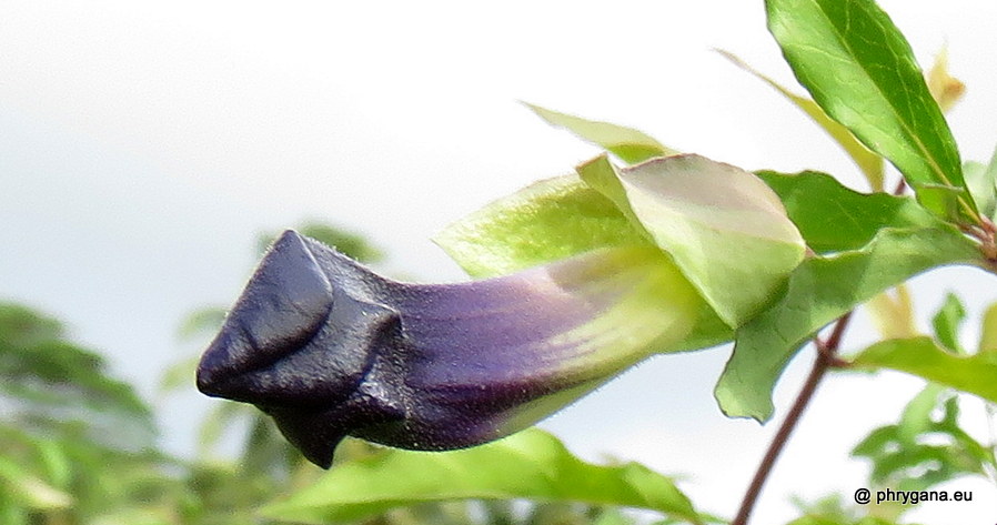 Thunbergia erecta (Benth.) T.Anderson, 1863   