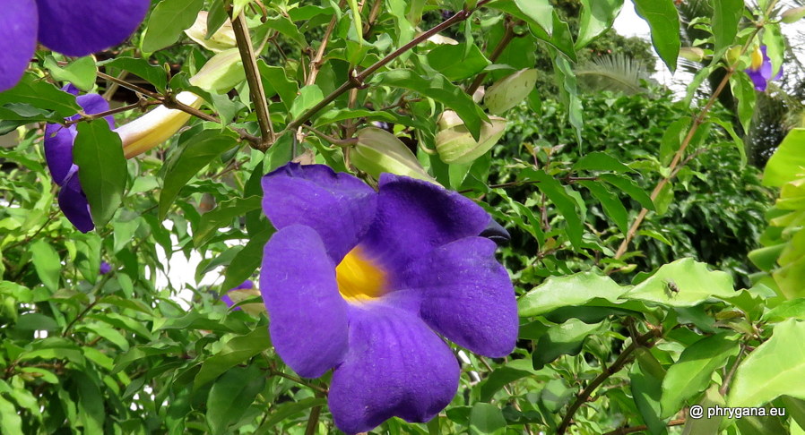 Thunbergia erecta (Benth.) T.Anderson, 1863   