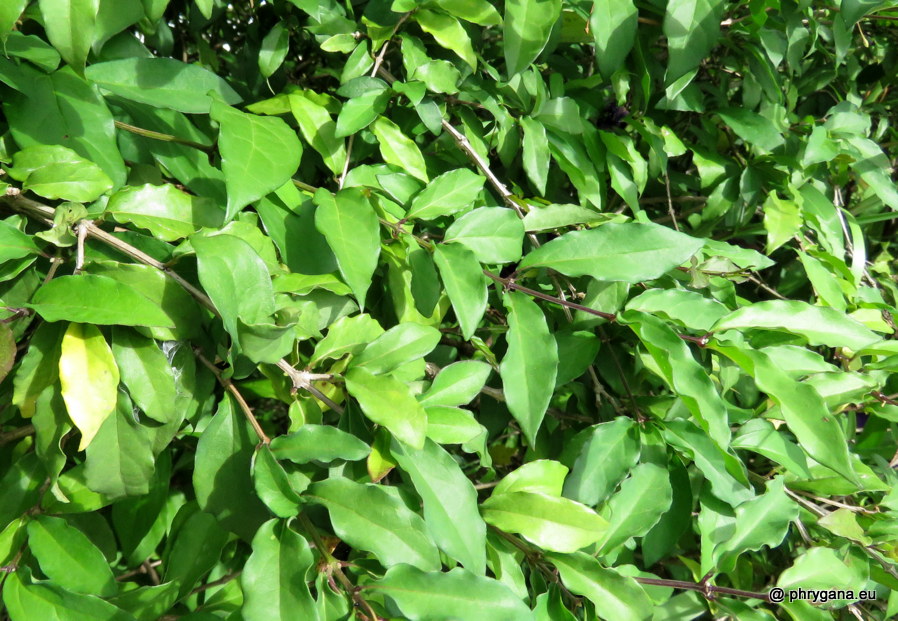 Thunbergia erecta (Benth.) T.Anderson, 1863   