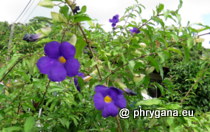 Acanthaceae - Thunbergia erecta (Benth.) T.Anderson, 1863