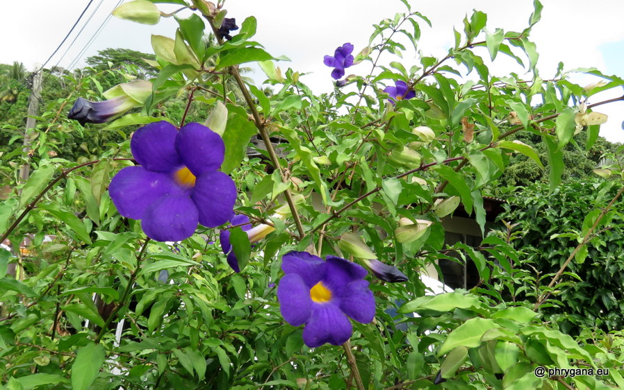 Thunbergia erecta (Benth.) T.Anderson, 1863   