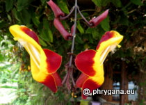 Acanthaceae - Thunbergia mysorensis (Wight) T.Anderson, 1867