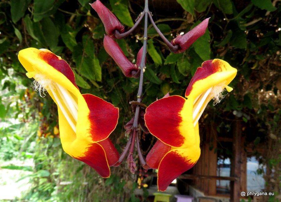 Thunbergia mysorensis (Wight) T.Anderson, 1867  