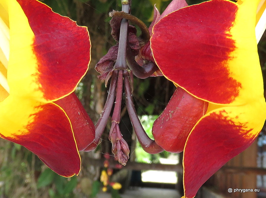 Thunbergia mysorensis (Wight) T.Anderson, 1867   