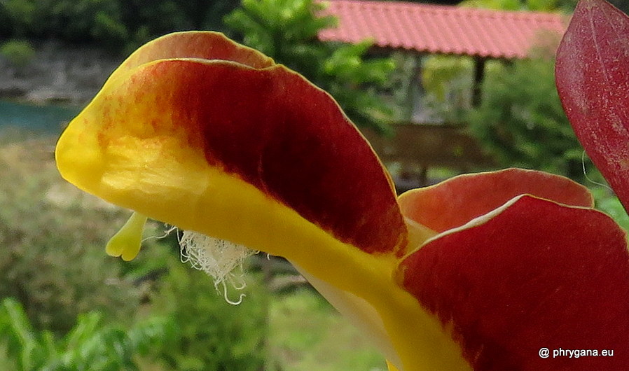 Thunbergia mysorensis (Wight) T.Anderson, 1867   