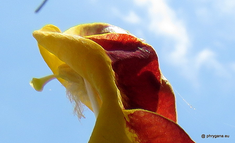 Thunbergia mysorensis (Wight) T.Anderson, 1867   