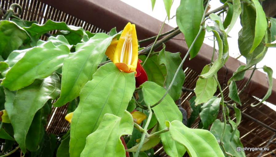 Thunbergia mysorensis (Wight) T.Anderson, 1867 
  