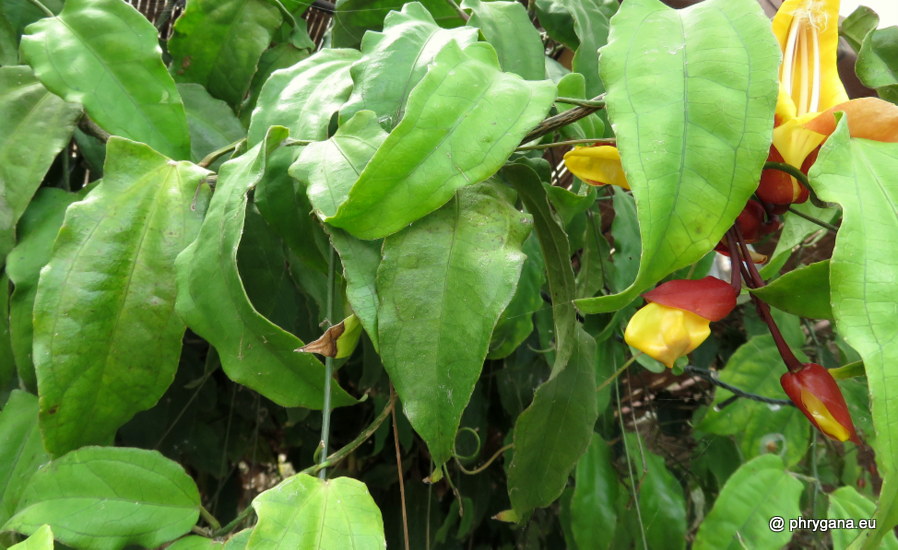 Thunbergia mysorensis (Wight) T.Anderson, 1867   