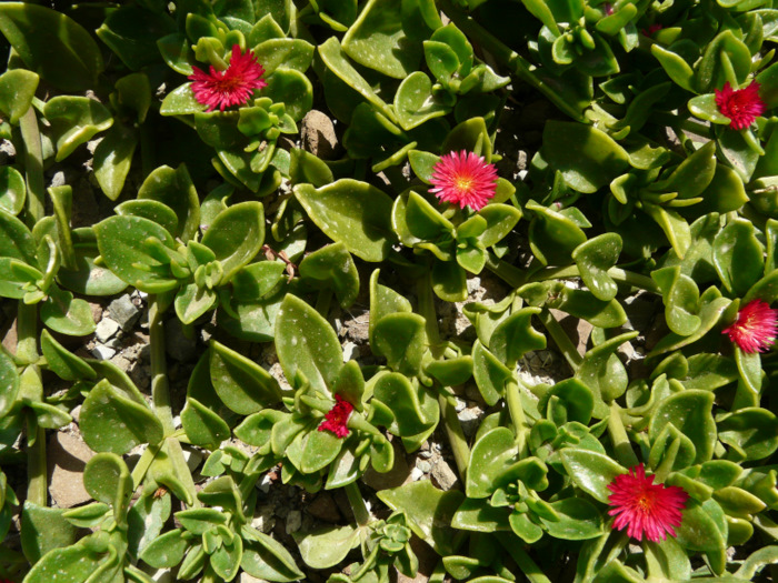 Aptenia × vascosilvae  Gideon F.Sm., E.Laguna, Verloove & P.P.Ferrer, 2020 cv <em>Red Apple</em>  