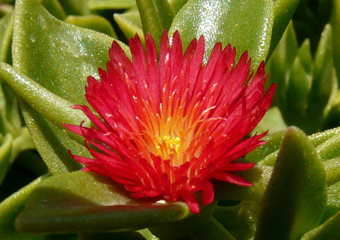 Aptenia × vascosilvae  Gideon F.Sm., E.Laguna, Verloove & P.P.Ferrer, 2020 cv <em>Red Apple</em>  