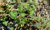 Amaranthus viridis L.