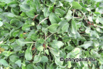 Beta vulgaris subsp. maritima (L.) Arcang.