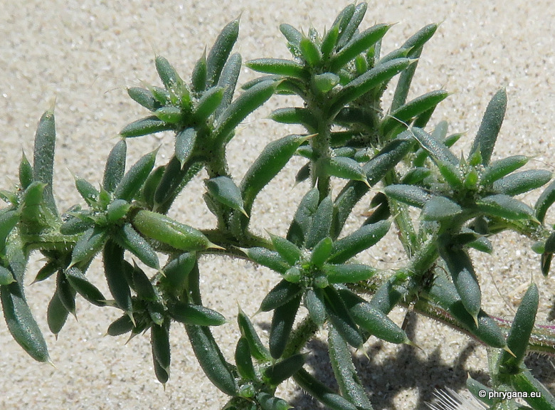 Salsola kali  L., 1753 subsp. <em>kali</em>  
