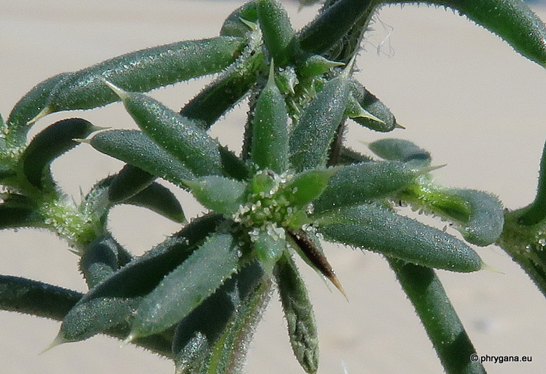 Salsola kali  L., 1753 subsp. <em>kali</em>  