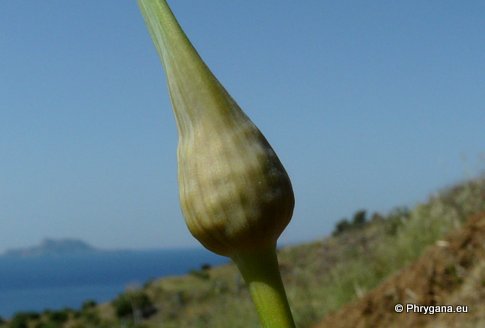 Allium ampeloprasum  L., 1753   