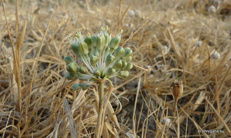 Allium chamaespathum  Boiss., 1846   