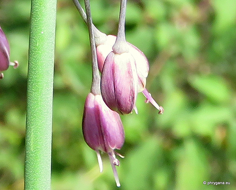 Allium oleraceum  L., 1753  