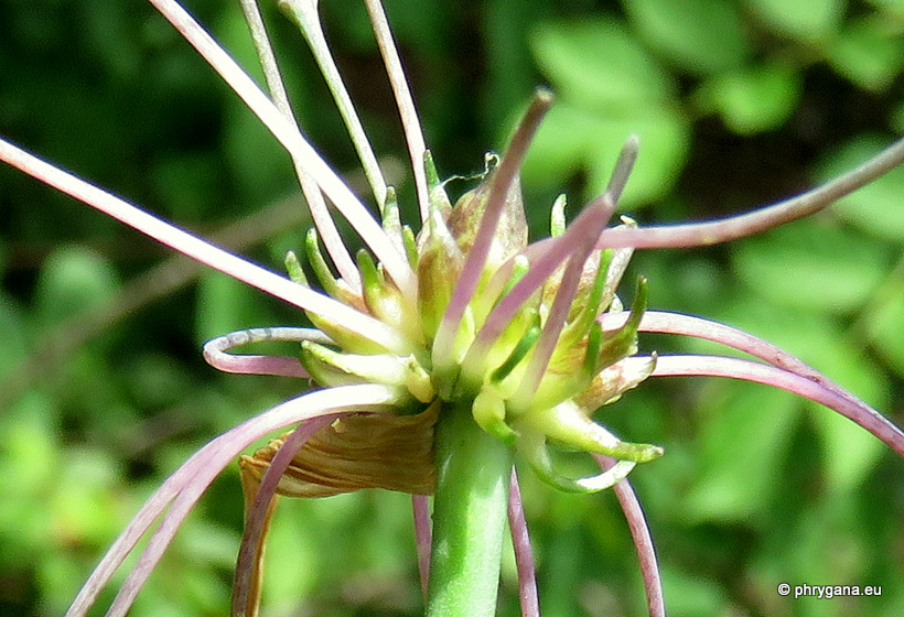 Allium oleraceum  L., 1753   
