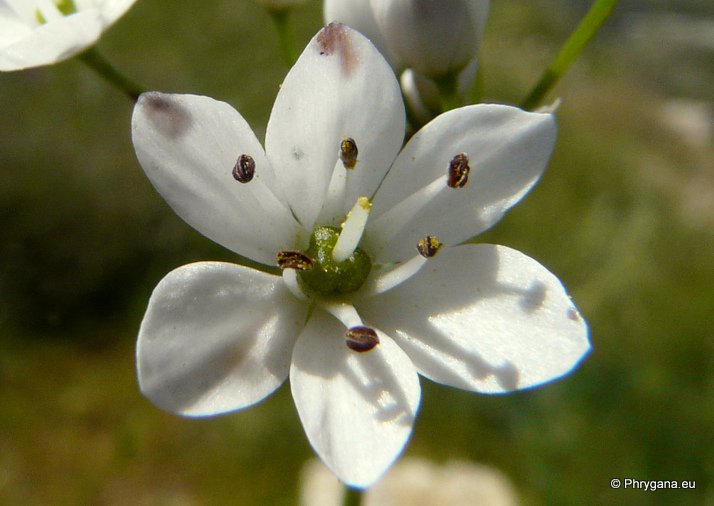 Allium subhirsutum  L., 1753subsp. <em>subhirsutum</em>  