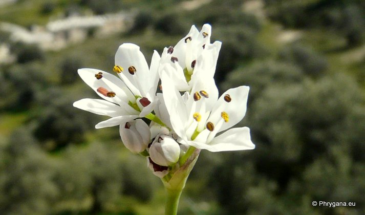 Allium subhirsutum  L., 1753 subsp. <em>subhirsutum</em>  