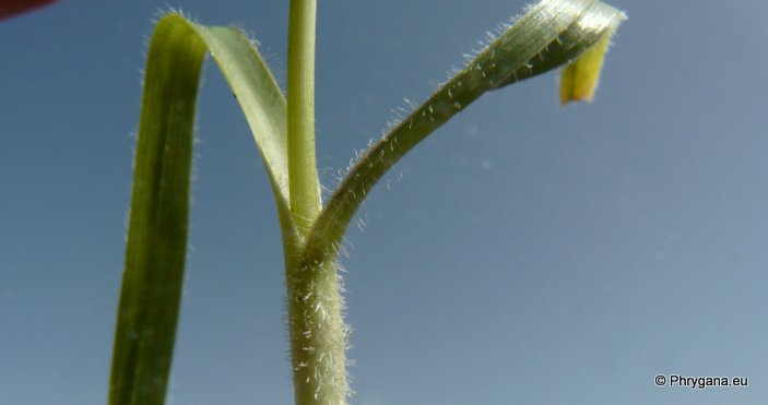 Allium subhirsutum  L., 1753 subsp. <em>subhirsutum</em>  
