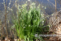 Amaryllidaceae - Leucojum aestivum L., 1759