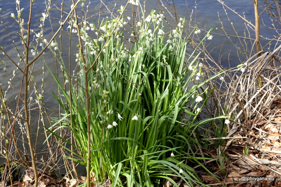 Leucojum aestivum L., 1759   