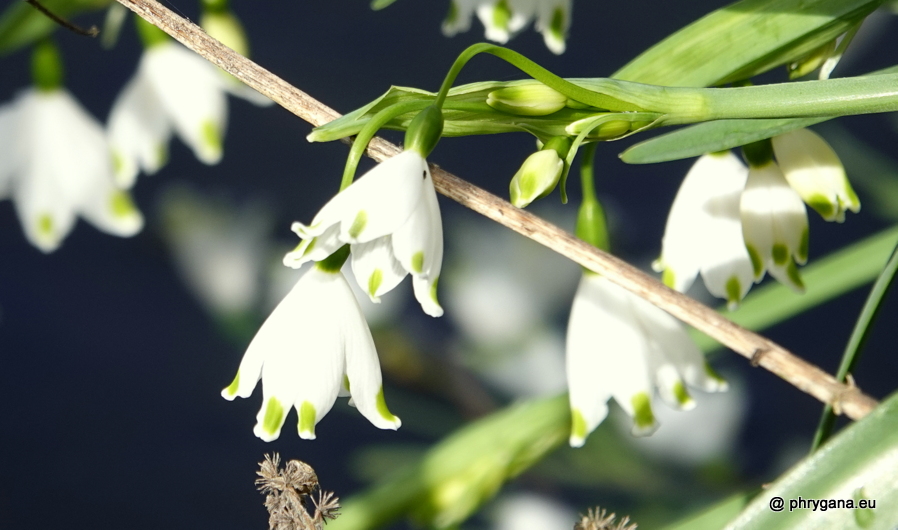 Leucojum aestivum L., 1759  