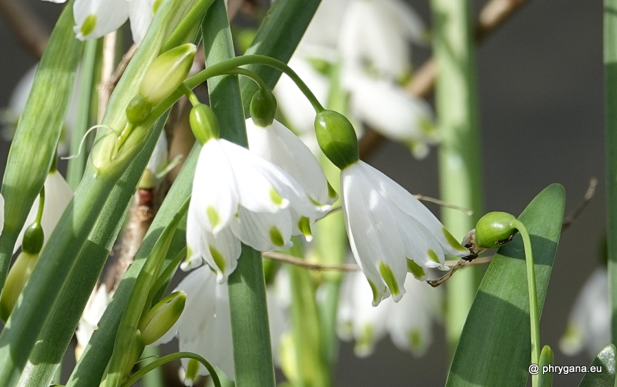 Leucojum aestivum L., 1759   