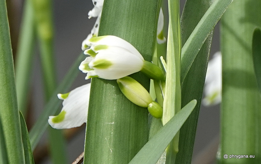 Leucojum aestivum L., 1759   