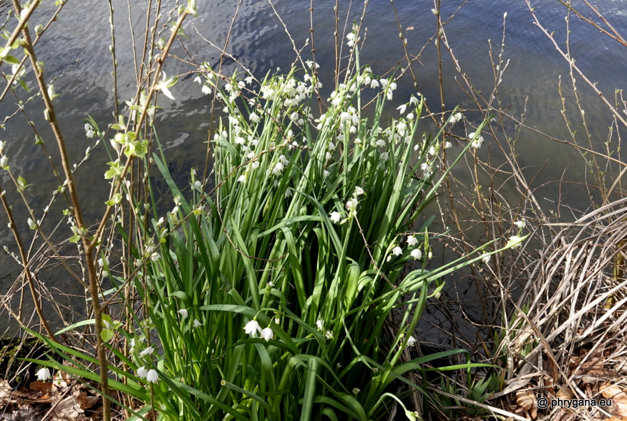 Leucojum aestivum L., 1759   