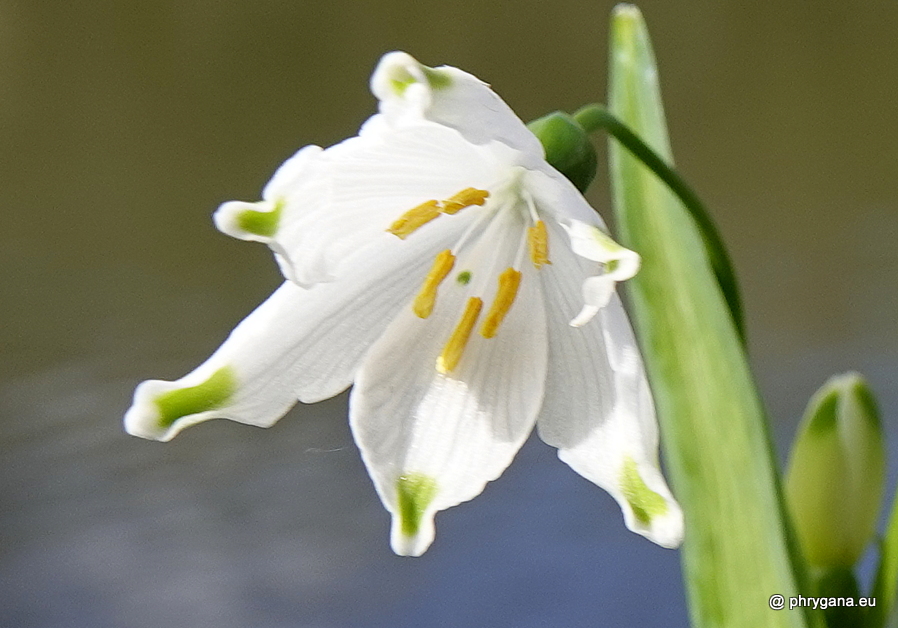 Leucojum aestivum L., 1759   