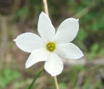 Narcissus obsoletus (Haw.) Spach