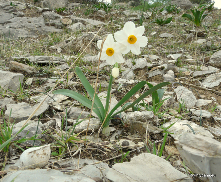 Narcissus tazetta       subsp. <em>italicus</em> (Ker Gawl.) Baker, 1888 