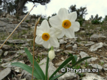 Narcissus tazetta subsp. italicus (Ker Gawl.) Baker
