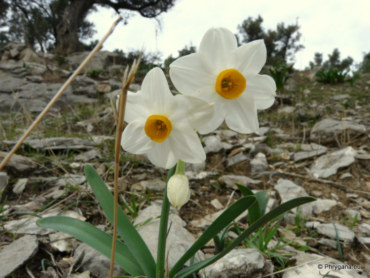 Narcissus tazetta       subsp. <em>italicus</em> (Ker Gawl.) Baker, 1888 