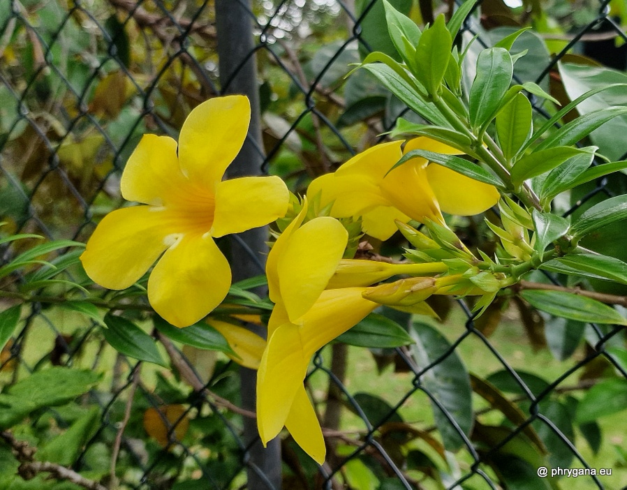 Allamanda cathartica  L., 1771   