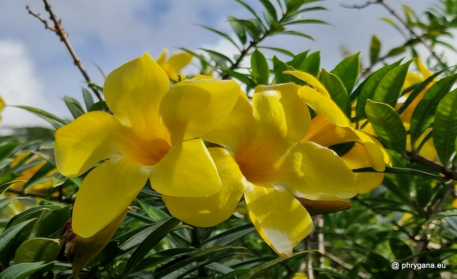 Allamanda cathartica  L., 1771  