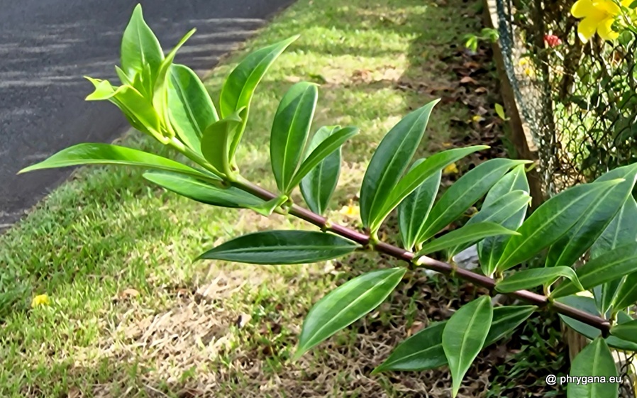 Allamanda cathartica  L., 1771   